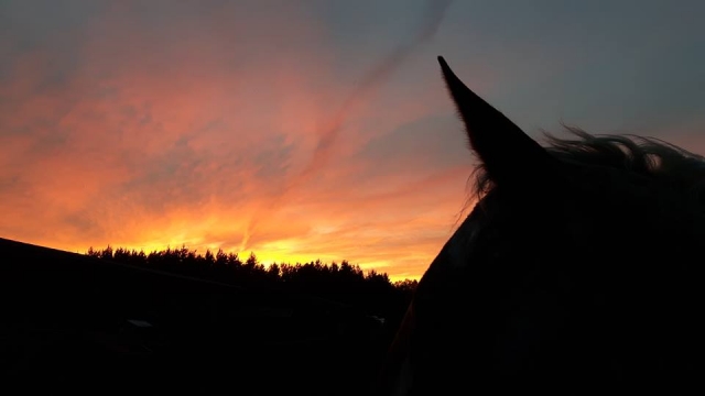  Disfrule de la hermosa puesta de sol con la mejor compañía en Breach Lane Equine Center 
