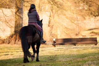 Shardeloes Farm & Equestrian Centre