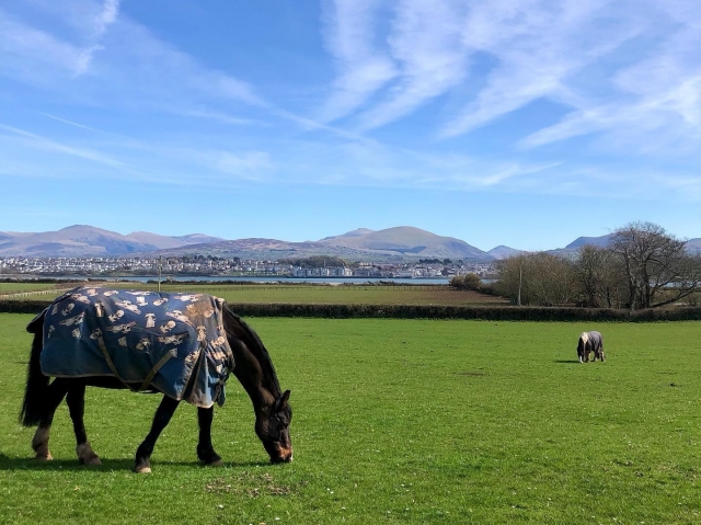  Experiencias ecuestres en Anglesey 