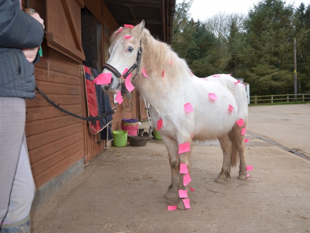  Pony Club y actividades para niños 