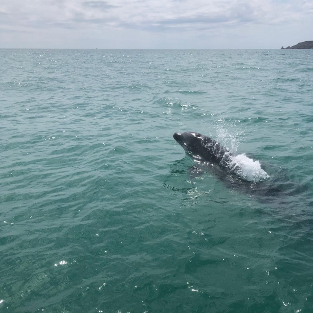  ¡Delfines en abundancia! 