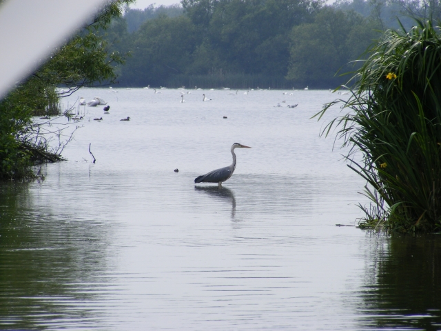  Especies de río en su hábitat real