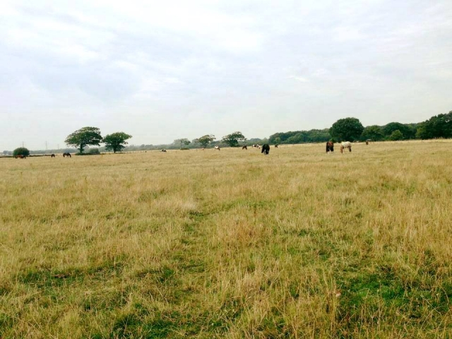  Nuestros vastos espacios en Willowbrook Riding Center 