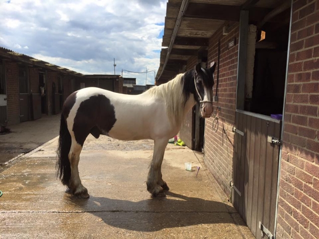  uno de nuestros caballos en Willowbrook Riding Center 