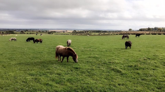  Visile nuestras vastas áreas, Hooves & Paws 