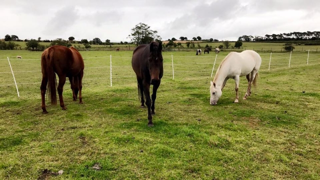 Visile nuestras vastas áreas , Hooves & Paws 