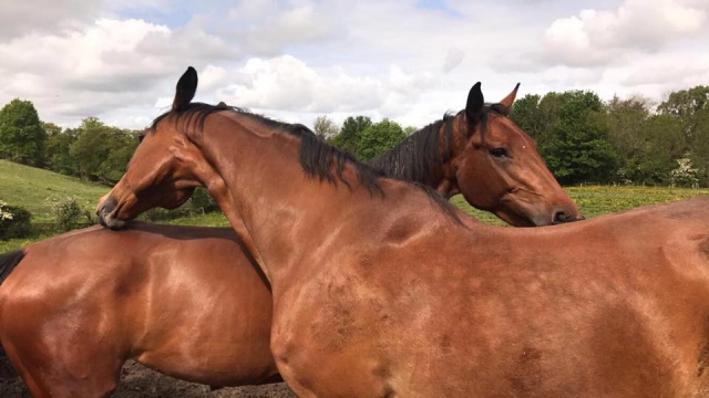  Busby Equitation Center