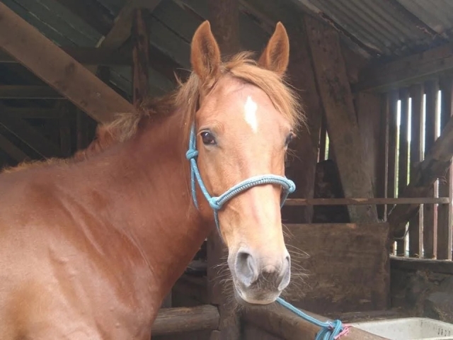  Tenemos los mejores caballos 