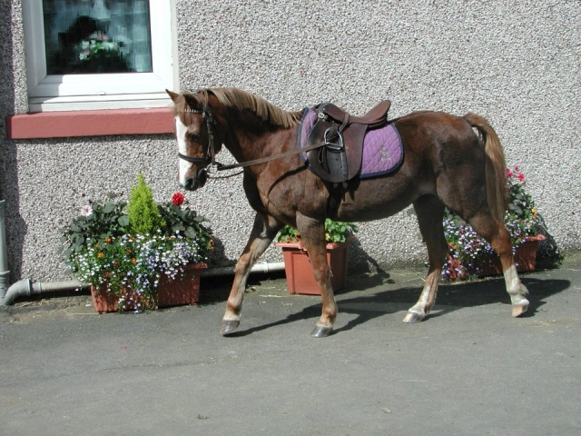  Caballos adecuados para competencias en la Escuela de Equitación de la Granja de Houston 