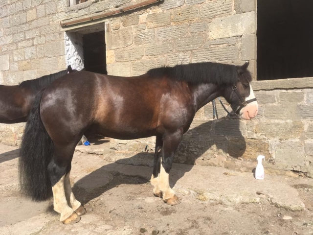  Le esperamos en Barbarafield Riding School 