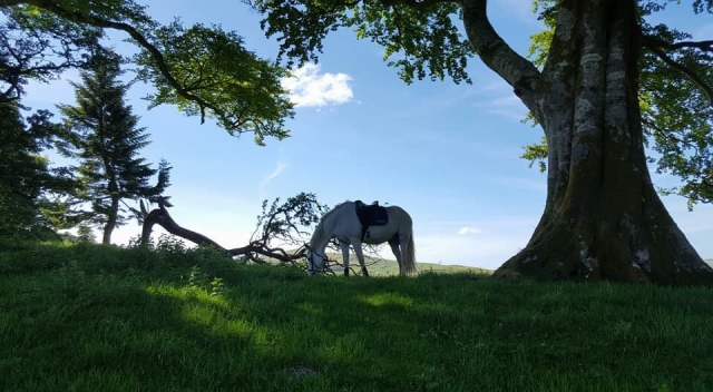 Haga un recorrido en Craigengillan Stables 
