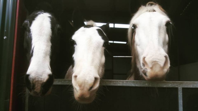  Venga y conozca a todos en Laurel View Equestrian Center 