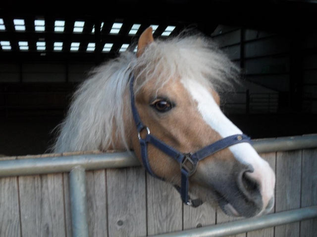  Venga y conozca a todos en Laurel View Equestrian Center 