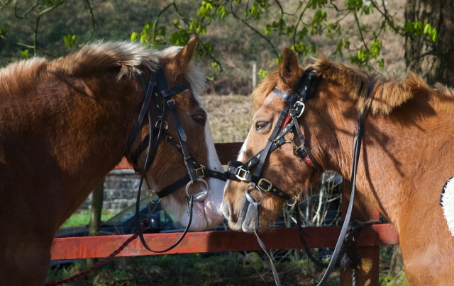  Dos de nuestros caballos que podrás subir duranle su estancia aquí con nosotros 