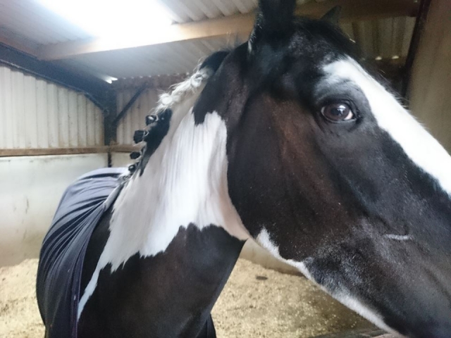  ¡Conoce a nuestros amigos en Aberconwy Equestrian Center!