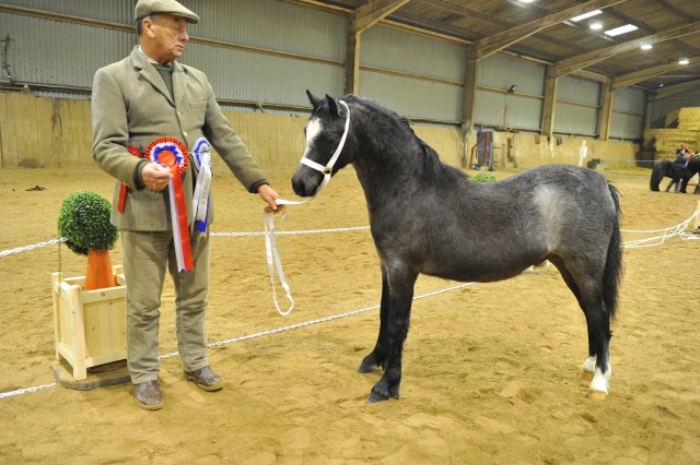 Tenemos muchos caballos hermosos 