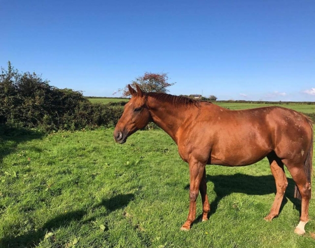 ¡Conoce a nuestros queridos caballos!