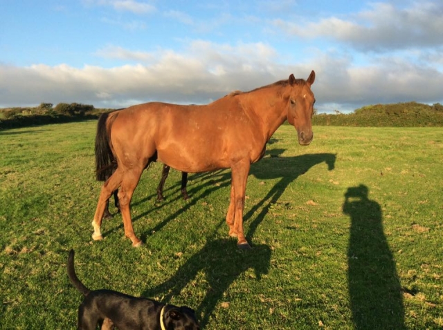 ¡Algunos de ellos también están a la venta!