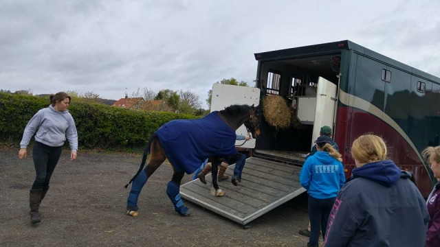  ¡Llevamos nuestros caballos a todas partes!