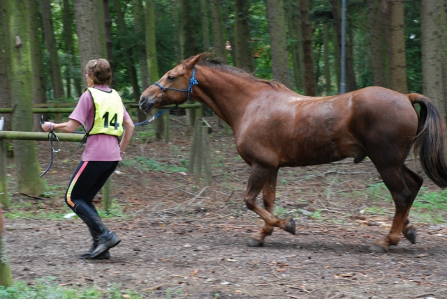 ¡Entrenamiento para el caballo también!