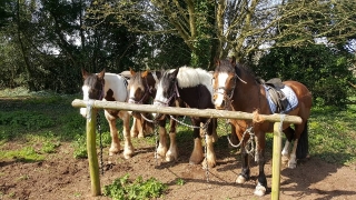Tynings Trekking