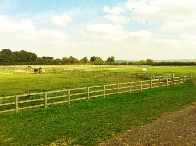  Disfrule de un agradable paseo a caballo por nuestros amplios espacios. 