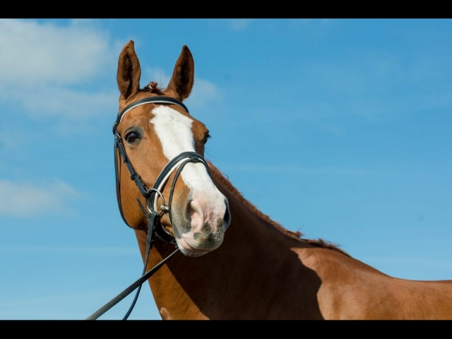  ¡Conoce a nuestros hermosos caballos! 