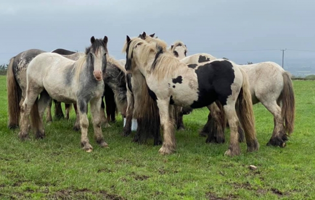  Nuestros hermosos caballos 