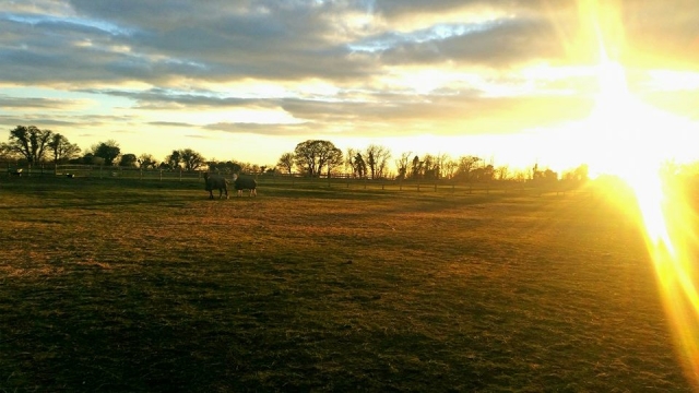  Mire la hermosa puesta de sol en Hartwell Riding Stables 