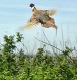 Días de faisán y perdiz 