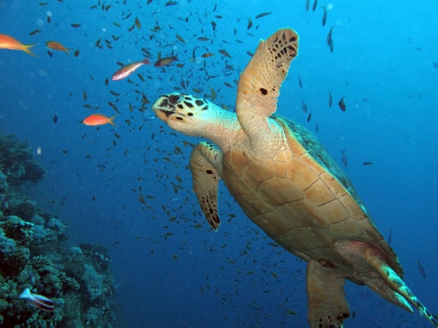  Visitantes amigables 