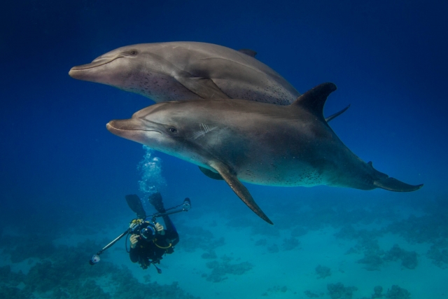  Encontrando delfines en el océano 