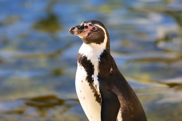  Pingüinos 