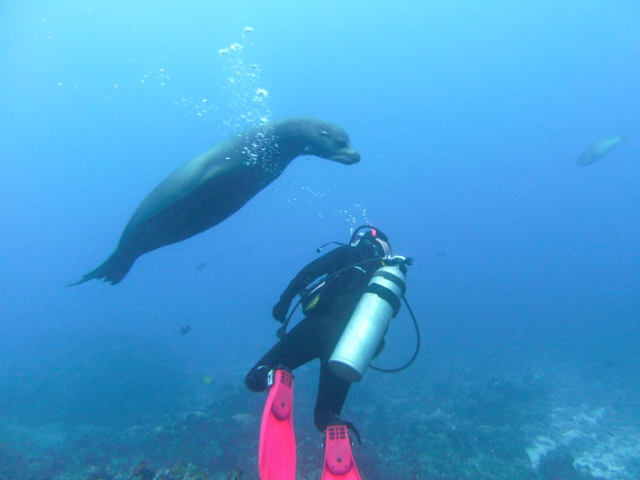  Aquapigs in Galápagos 