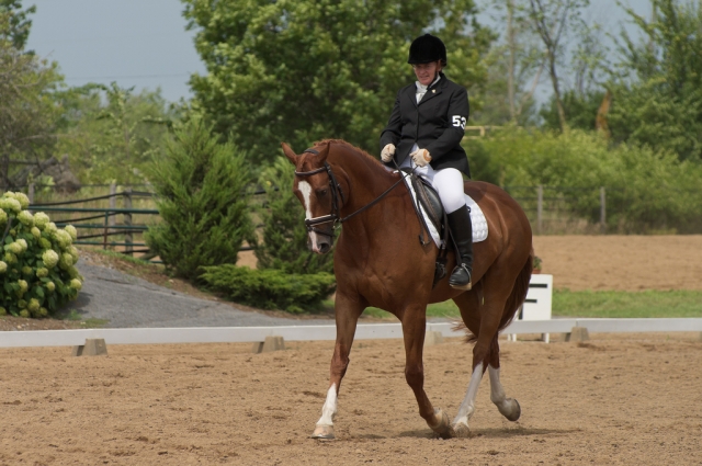  prueba con Shaggy Sheep Wales 