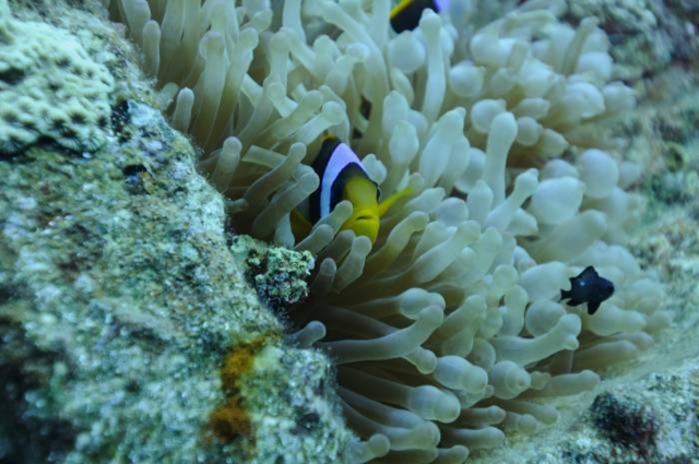  Mar Rojo - Pez payaso 