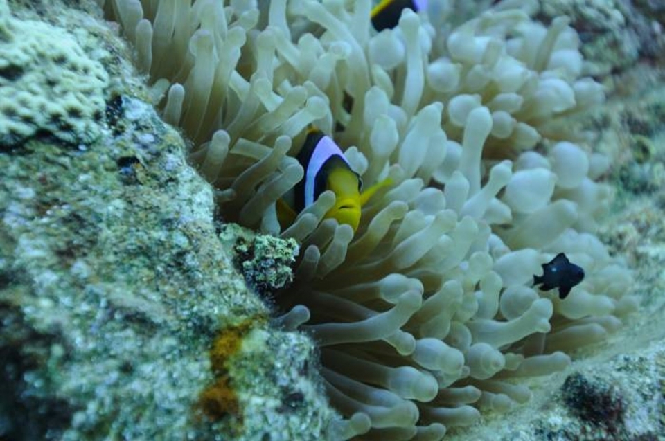  Mar Rojo - Pez payaso 