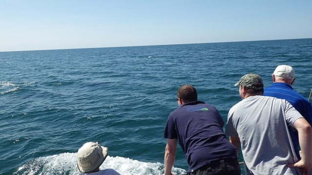  Día de delfines en Dorset