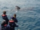  Observación de delfines 