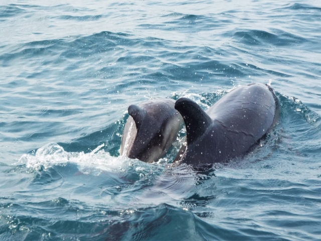  Avistamiento de delfines 