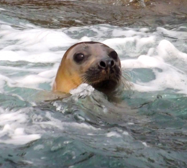  Observación de delfines 