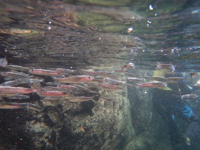  ¡Conoce a los lugareños mientras le diviertes! 