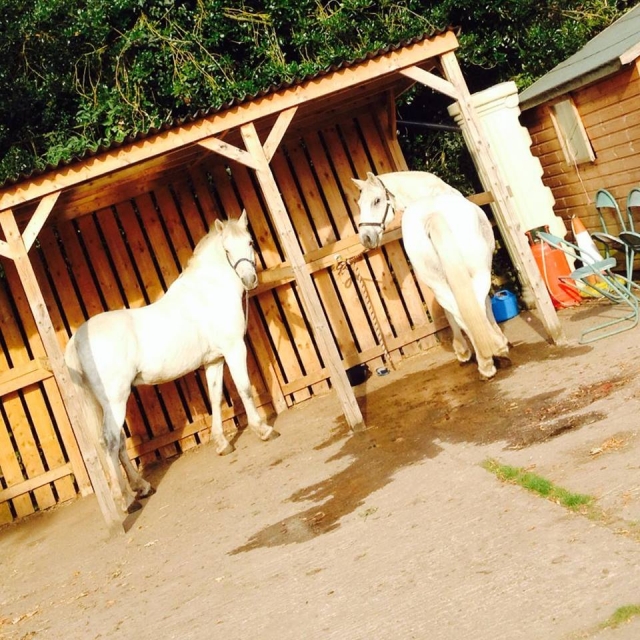  Visile nuestros establos en Bishton Hall Pony Club. 