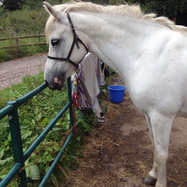  ¡Venga y conoce a todos en Bishton Hall Pony Club! 