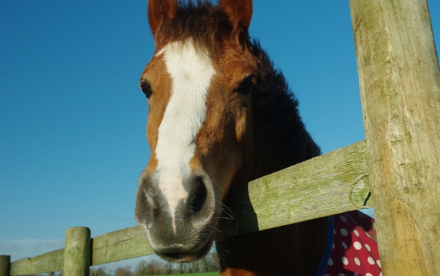  Hermoso caballo 