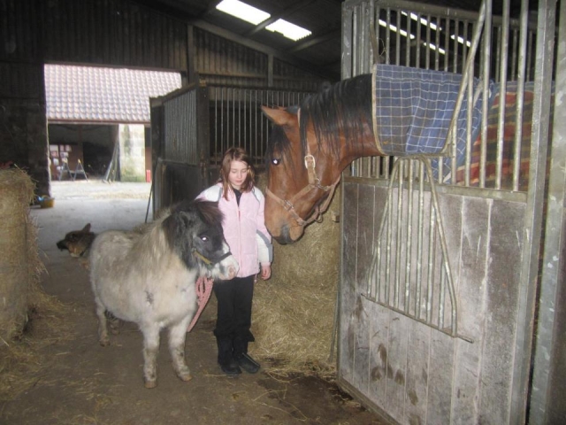  Hermosos caballos en la escuela de equitación de Vogrie 