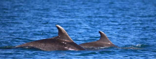  Dolphins en el camino de regreso al puerto. 
