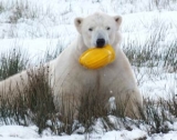  Jugando al oso polar 