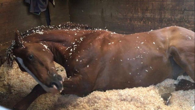  Venga a conocer a todos en Laris Farm 