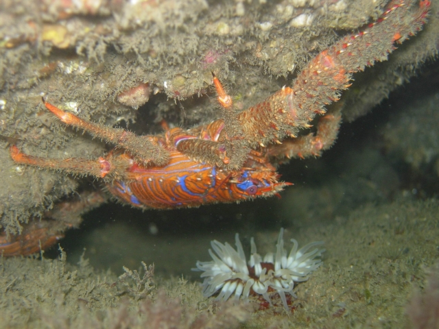  Langosta en cuclillas